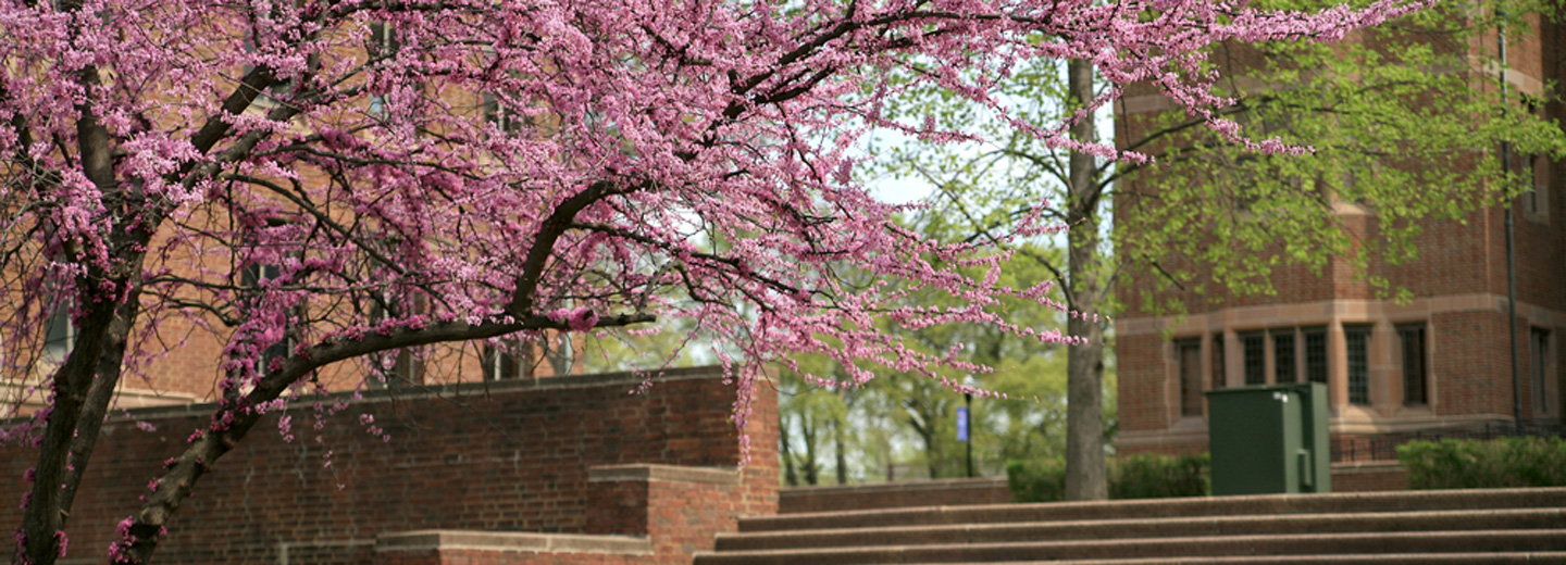 Springtime on campus - blooming tree on steps
