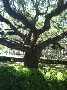 Old tree on FSU campus