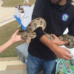 Handling a snake