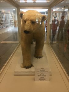 Bowdoin mascot - polar bear
