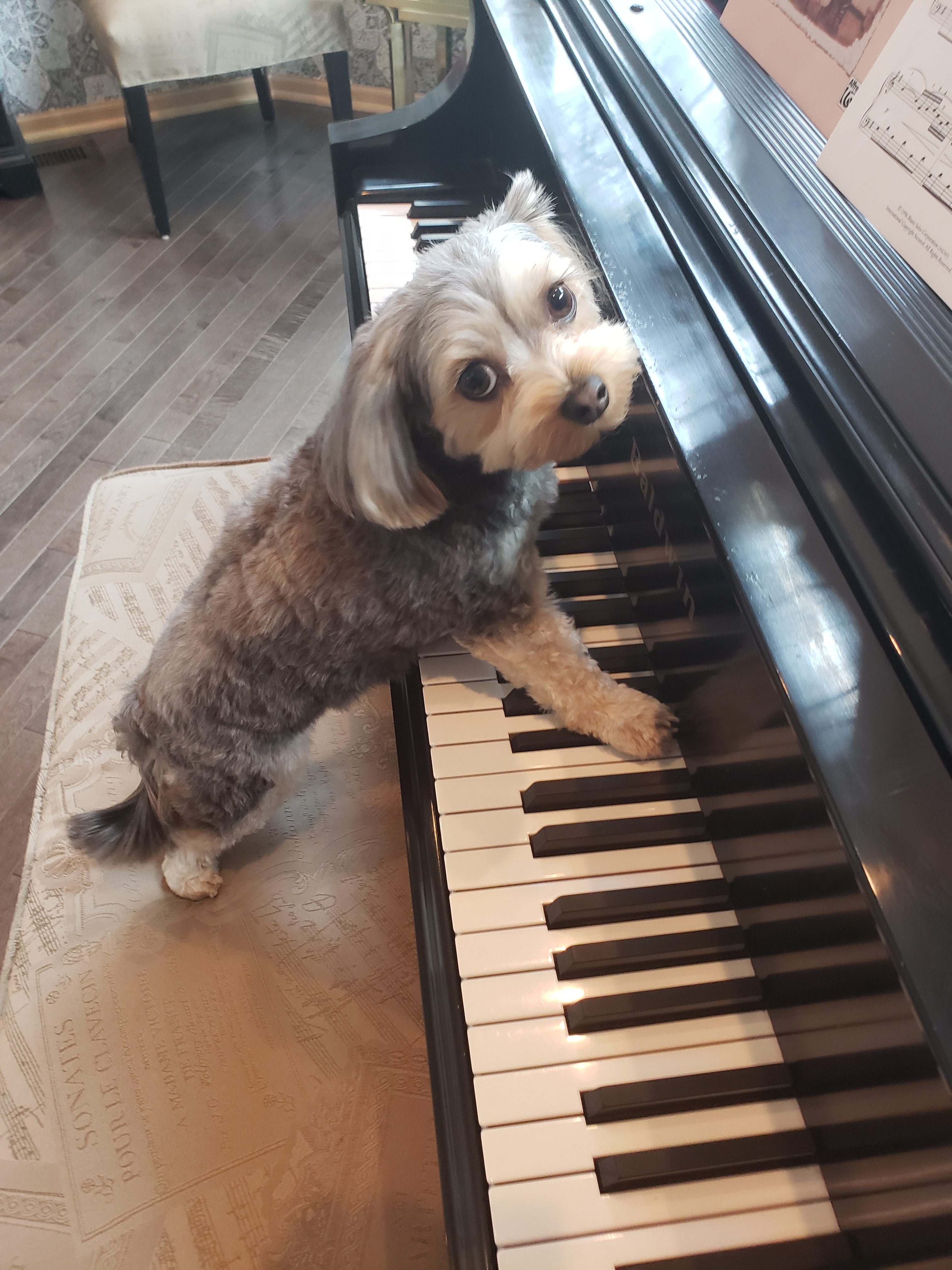 Prudence playing the piano