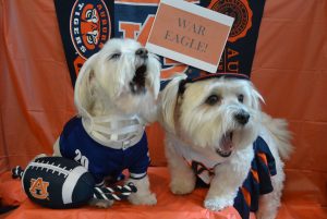Auburn University - "War beagle & tailgating"