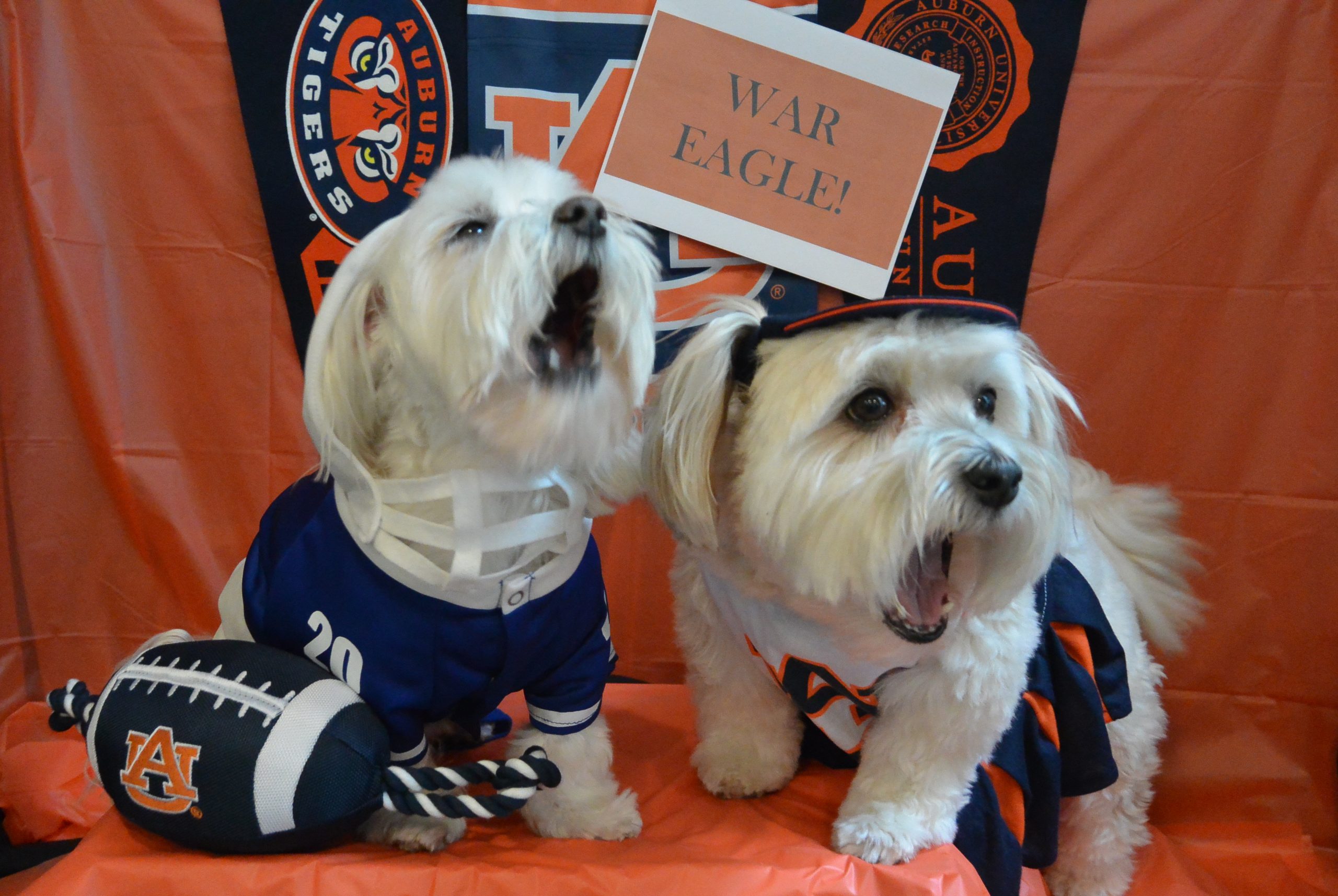 Auburn University "War beagle & tailgating"