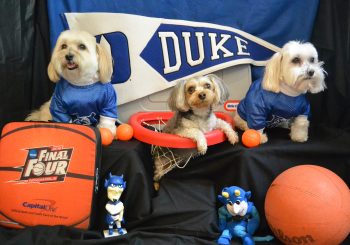 Duke University - "Blue Devil Dogs"