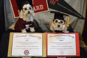 Harvard University & MIT - "As they say in Bahston - wicked smaht squirrel chasing"