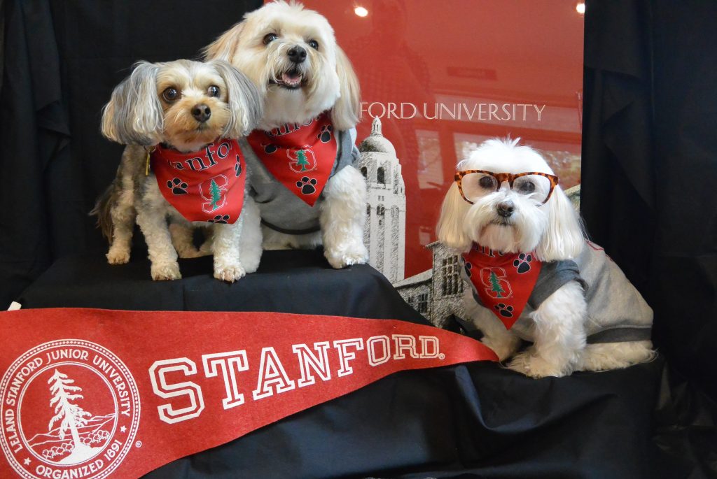 Stanford University - "We are so doggone smart that you can't stanford this."