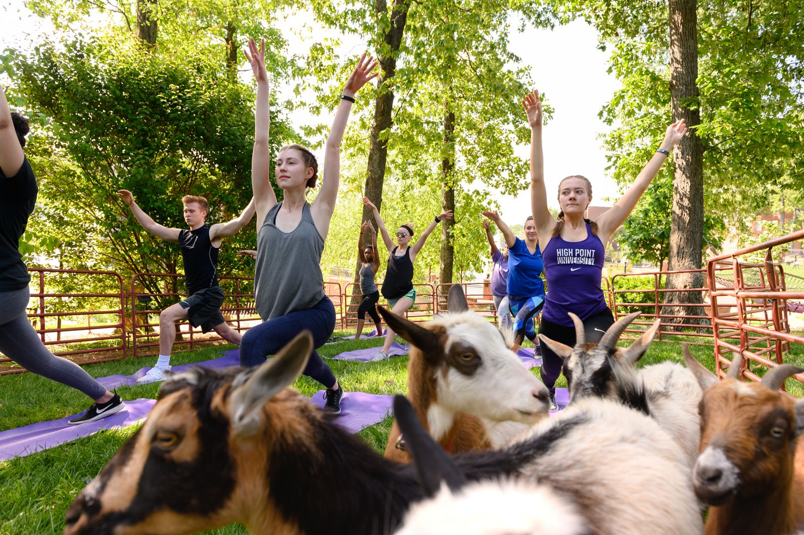 Students doing yoga with goats